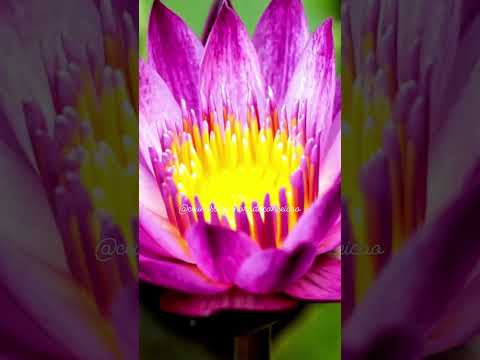 Bem Vinda PRIMAVERA Primavera Equinocciodeprimavera 