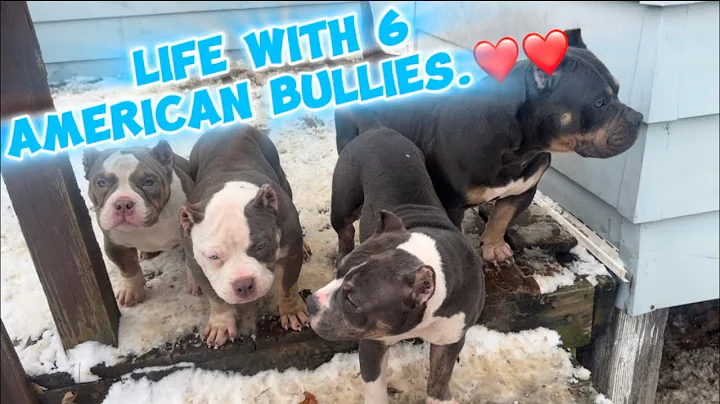 LIFE WITH 6 AMERICAN BULLIES❤️ #funny #americanbully #puppies #viral #pup #puppy#pups #pup #bully