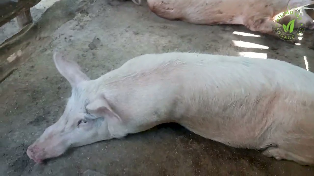 TAZAMA HII IKUSAIDIE KWENYE UFUGAJI WA NGURUWE