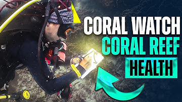 Coral Watch: Marine Conservation Course In Koh Tao, Thailand | BlackTurtleDive.com