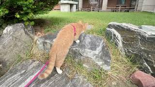 Medi Cat had fun climbing up a beautiful rock stairwell by Medi Cat 316 views 1 year ago 2 minutes, 19 seconds