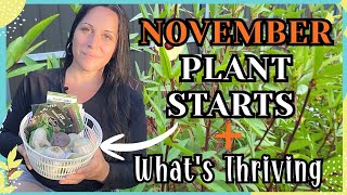 видео: Флоридский сад в ноябре 🌱 Посадка + Что процветает, а что испытывает трудности картинка: Флоридский сад в ноябре 🌱 Посадка + Что процветает, а что испытывает трудности