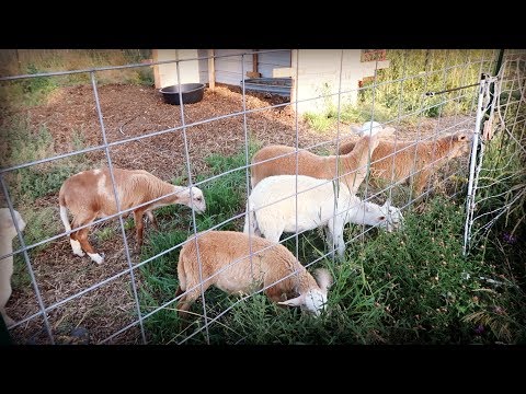 Video: Kada atjunkyti ankštarinius ėriukus?