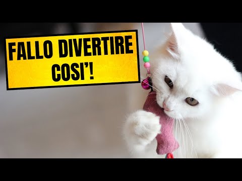 Video: 3 modi per far cadere un gatto da un albero