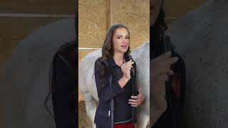 Сколько стоит содержание лошадей
