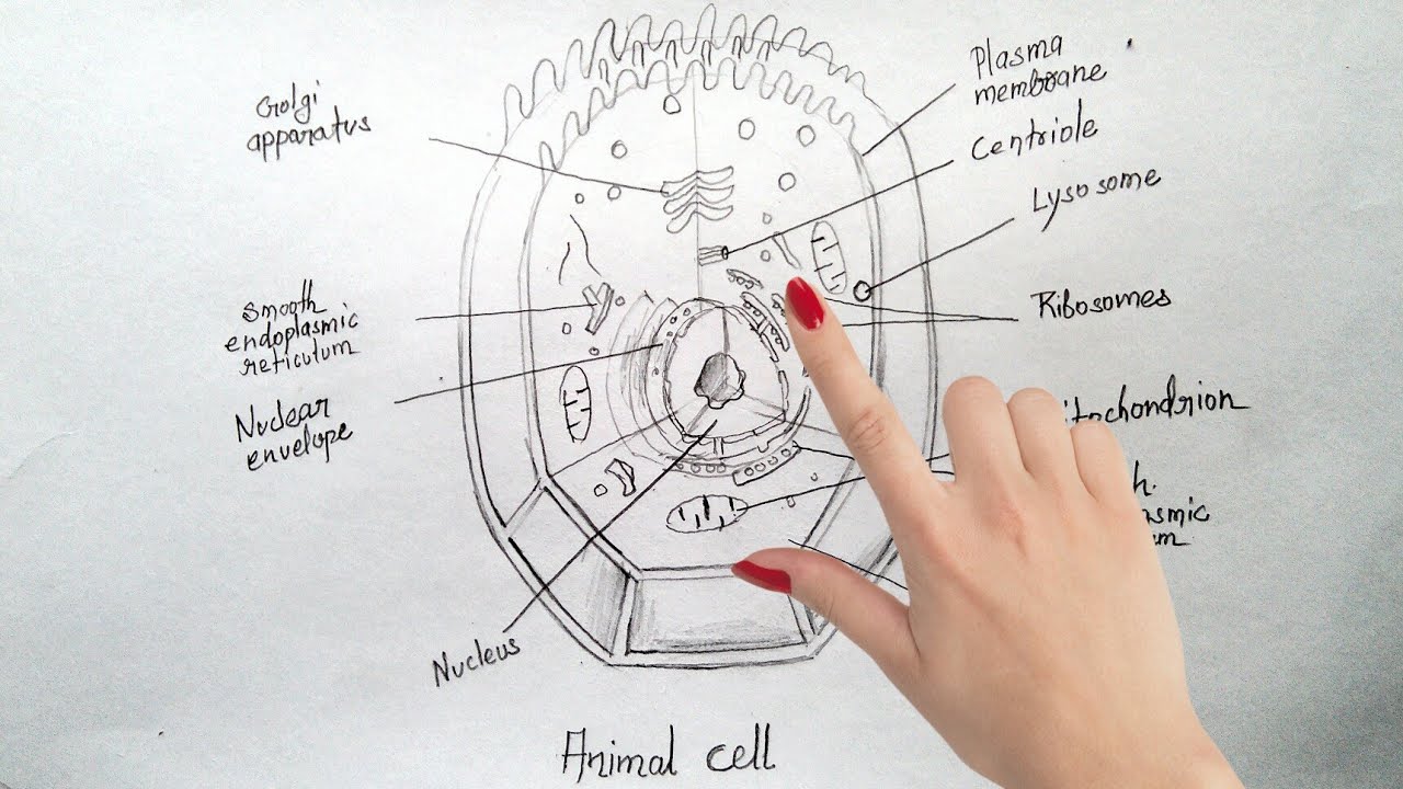 Animal Cell Diagram Images  Browse 35911 Stock Photos Vectors and Video   Adobe Stock