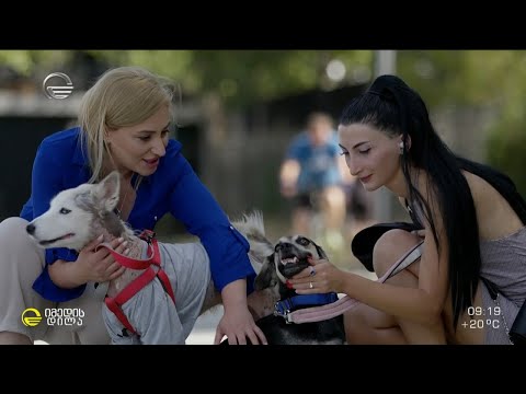 მიუსაფარი ცხოველების გადარჩენის ისტორიები ბედნიერი დასასრულით