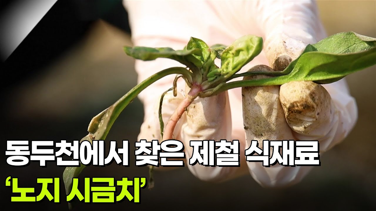 [미식 투어] 동두천에서 찾은 제철 식재료 ‘노지 시금치’ [생방송 굿모닝 대한민국] | KBS 260225 방송