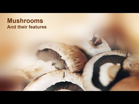 Mushrooms and their characteristics