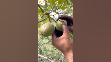 Easy Way to Crack Fresh Walnuts #farming @RomFarm