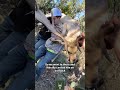Fallow deer capture, semen collection, and insemination.