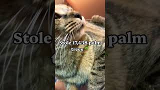 Love corn 🌽 #cat #funny #shorts #fyp #viral #memes #cute