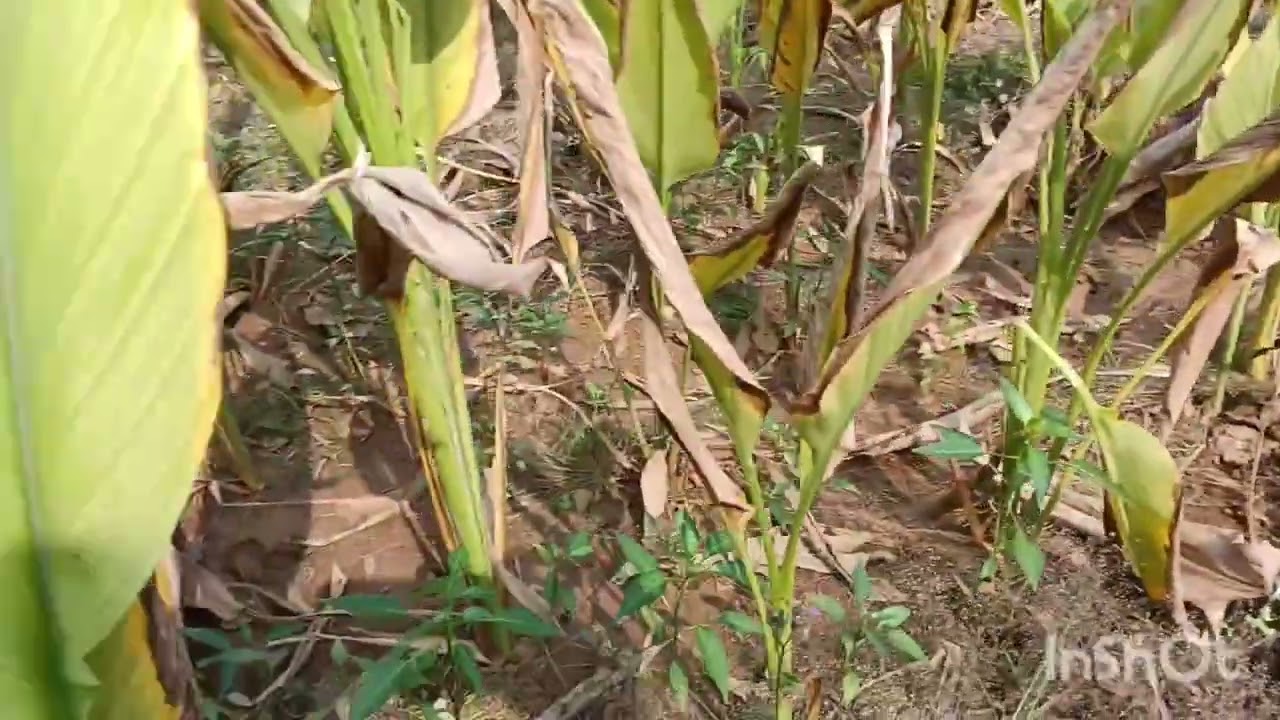  🫴हल्दी को लगाने से लेकर तैयार होने तक की प्रक्रिया 👆