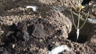 Apuldram Roses 3 Minute Guides: Planting Bare Root Roses
