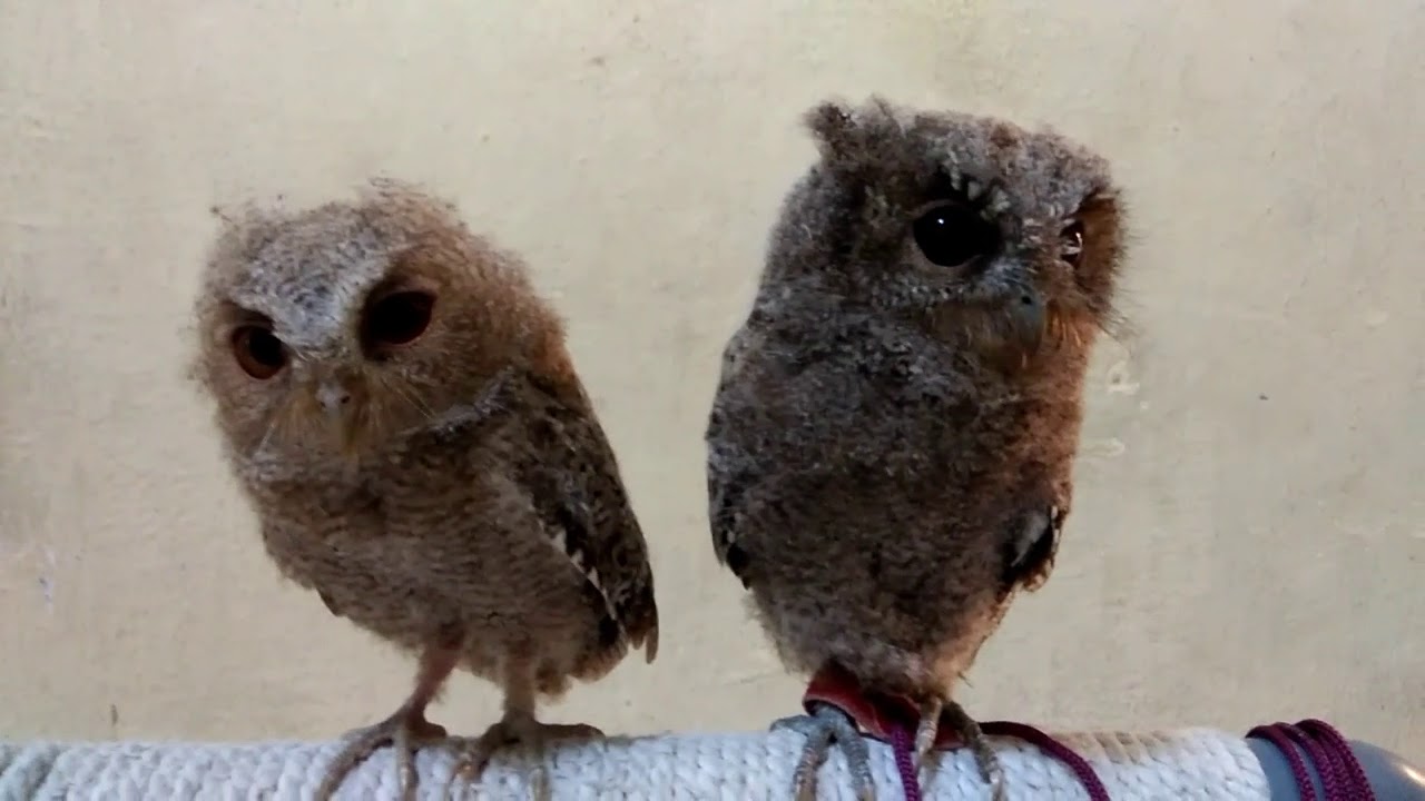 Download Mp3 Suara Anakan Burung Hantu Mp3 Mp4 3gp Flv Download