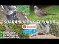 Suara Burung Tekukur Pikat Gacor | Suara Burung Derkuku Juara