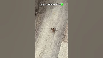 Top Electric Fly Swatter for Bug-Free Days #electricflyswatter #bugs