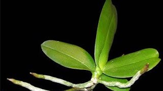 Growing a healthy  baby Orchid