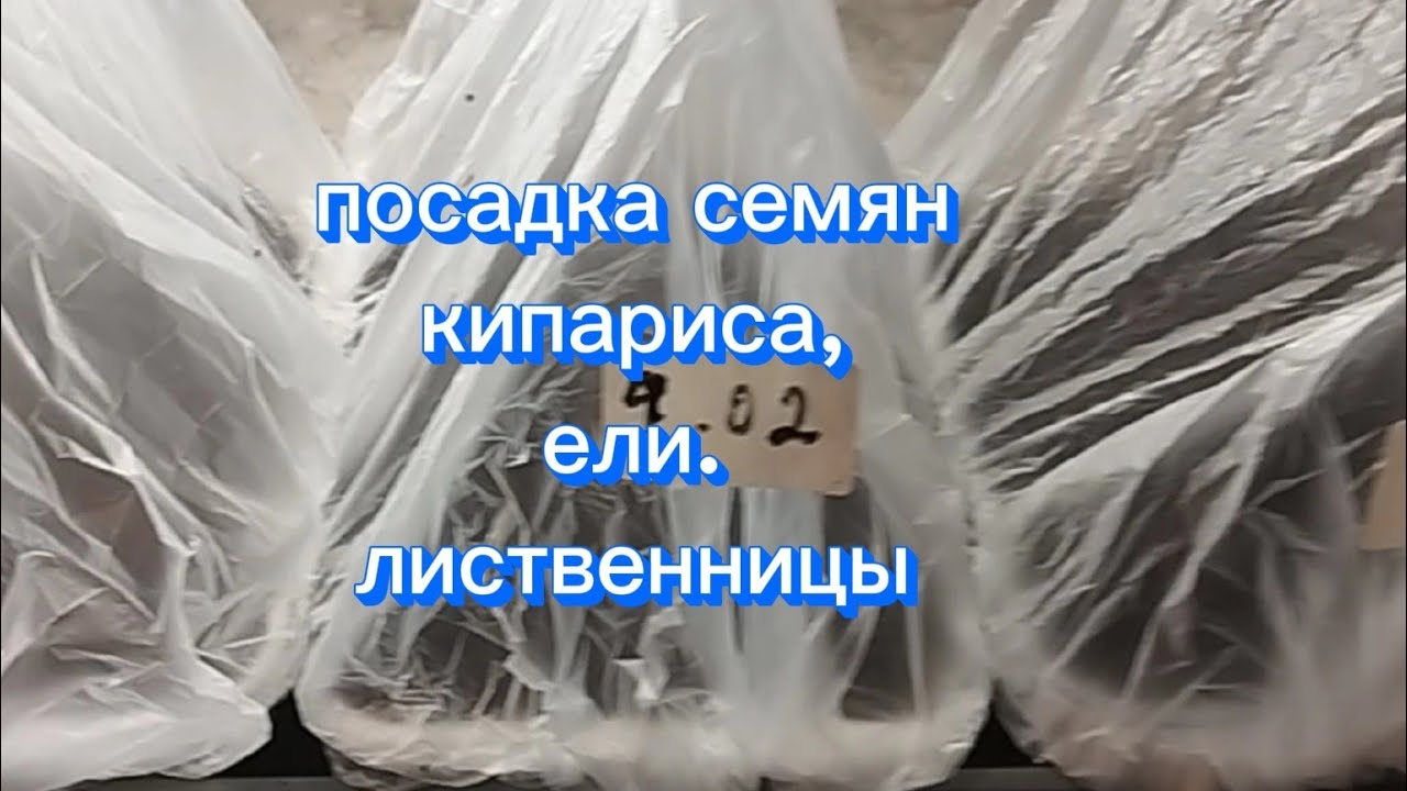 Посадка семян хвойных#растения#сад#garden #plants 