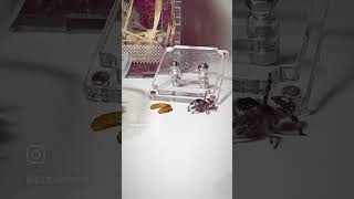 Phidippus Regius White Bahamas