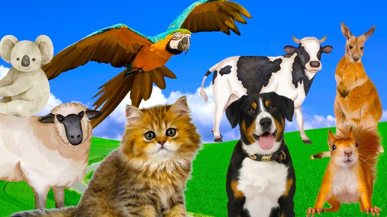 Baby farm animal moments: cat, dog, cow, parrot, squirrel, sheep, koala, kangaroo - Wild Animals