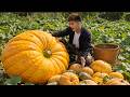 Chef Trieu Minh Leaves The City To Return Home Harvesting Giant Pumpkins And Special Cooking Recipe