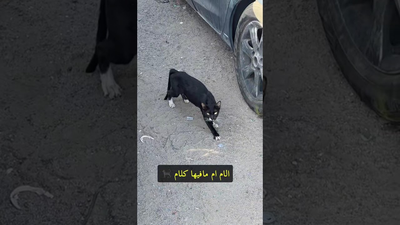 الام ام مافيها كلام😂