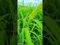 #shortvideo #nature #viral kheri