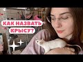 КАК НАЗВАТЬ ПИТОМЦА? 🐁 ЛАЙФХАК | ПЕРЕВОД ИМЕН МОИХ КРЫС