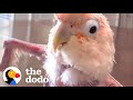 Featherless Rescue Bird Can't Stop Dancing | The Dodo