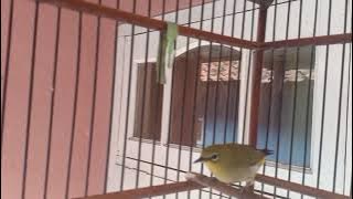 pleci roltem