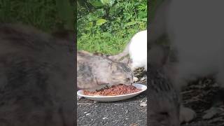 バクバク猫缶を食べる野良猫達　Stray cats eating canned cat food #shorts #野良猫 #cat