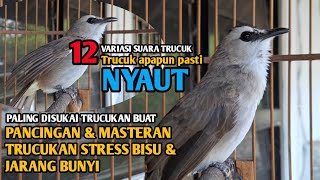 12 Variasi Suara panggilan trucukan, pancingan &masteran trucuk agar cepat BUNYI gacor ropel panjang