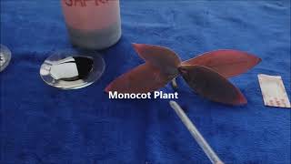 T S OF MONOCOT STEM (Stem of Tradescantia: Spiderwort)