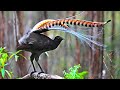 The Lyrebird || The King Of Mimicry || The Great Liar