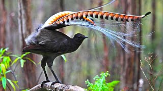 The Lyrebird || The King Of Mimicry || The Great Liar