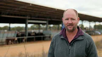 The benefits of shade at West Wimmera Beef