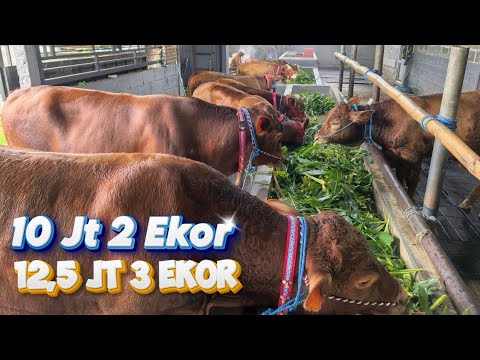 12,5 jt ada 3 Ekor, 10 jt ada 2 Ekor di Review Harga Grosir Sapi Haji Rudi