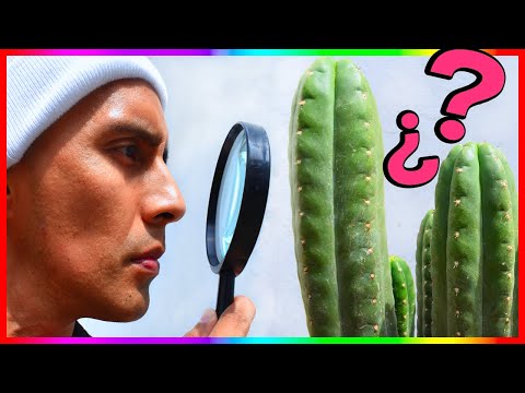 Vídeo: Què Són Els Cactus Són Alts