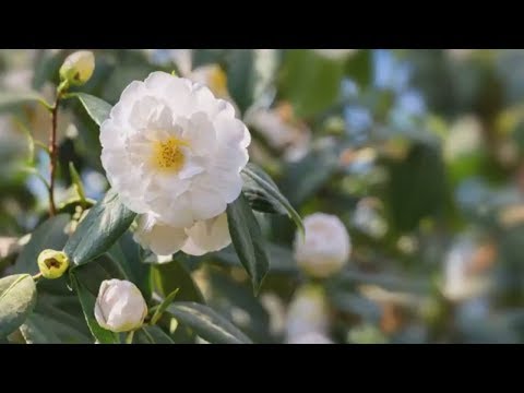 Video: InfoMitraria Coccinea - Cara Menanam Tanaman Bunga Miter