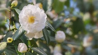 How to Grow Camellias | Mitre 10 Easy As Garden