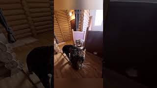 Essa Garota Fez Uma Amizade Inesperada Com Grandes Felinos