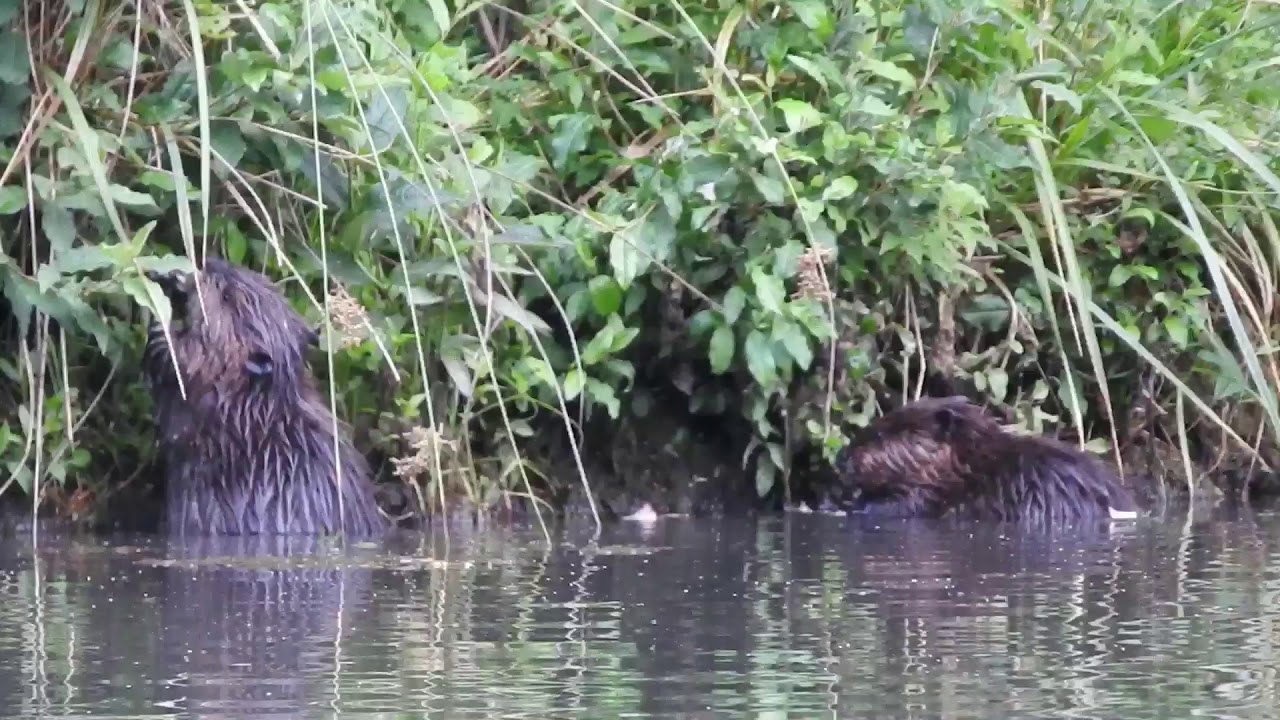 Two beavers snacking at Hawridge - YouTube