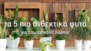 🪴 Τα 5 πιο ανθεκτικά φυτά εσωτερικού χώρου - Τα Μυστικά του Κήπου