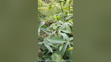 Metik Daun Ubi-Manggala-Singkong-Banok