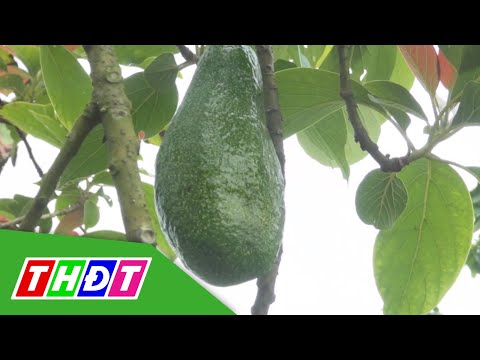 Video Cây bơ phát triển trên vùng đất Thị xã vùng biên An... - youtube