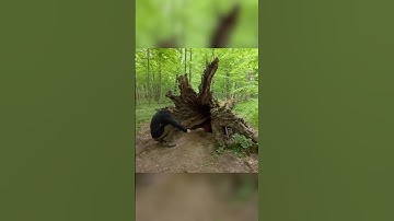 Secret Dugout Inside a Hollow Tree.   Full build #polissyabushcraft #bushcraft #survival