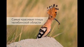 Самые красивые птицы челябинской области / Щурки золотистые, удод, зимородок обыкновенный