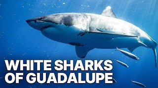 The White Sharks Of Guadalupe | Free Documentary