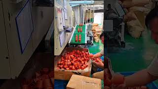 Automation Process of Injection Molding Machine for Plastic Pot Maker